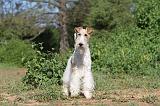 FOX TERRIER 006